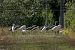 Aigrette garzette  - Gudrun Schreiber-Jankovits