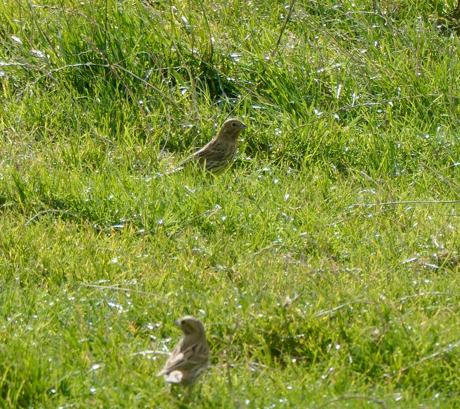 Oiseau indéterminé 