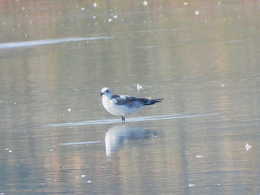 Mouette mélanocéphale  - Margarita Grohmann