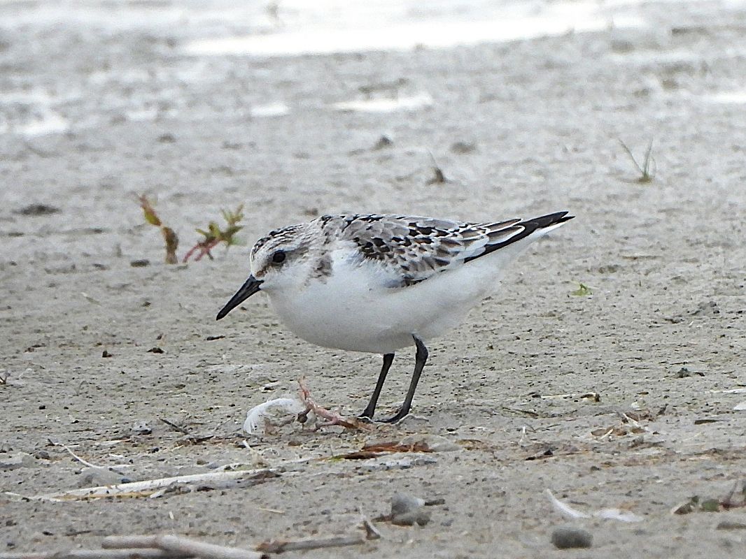 Bécasseau sanderling  - Margarita Grohmann