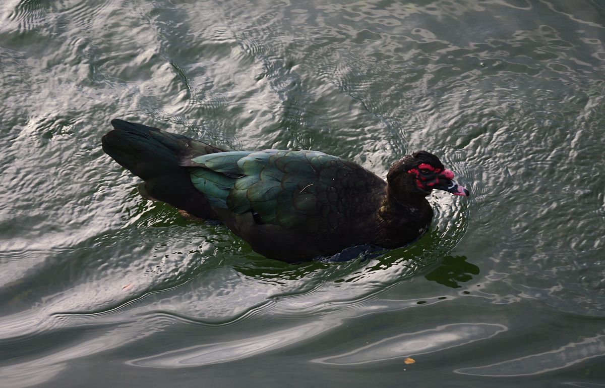 Canard musqué  - Luca Hubmann