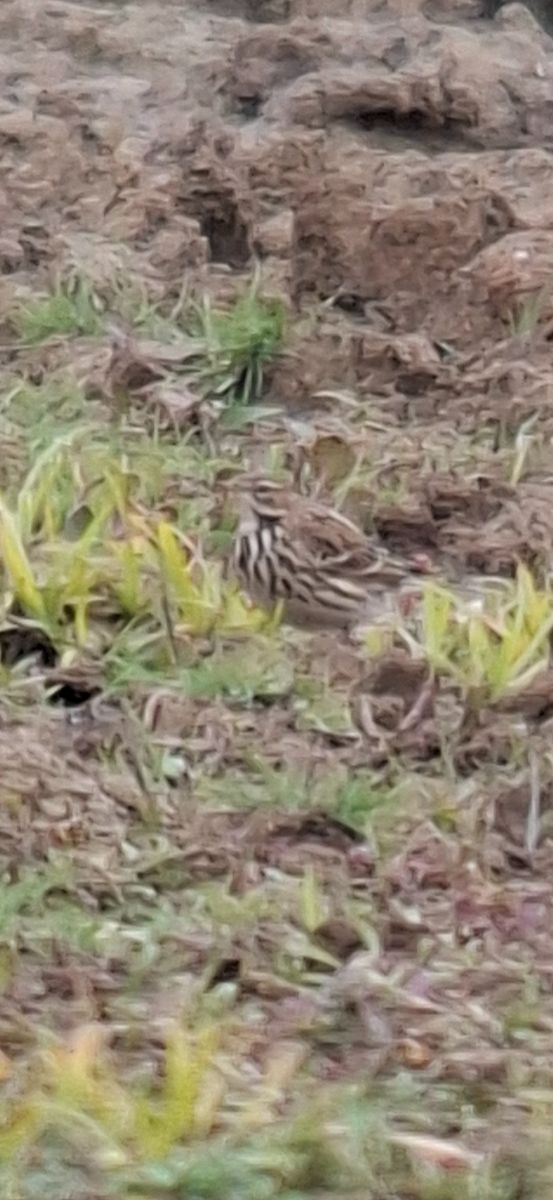 Pipit à gorge rousse  - Rudolf Grassmugg