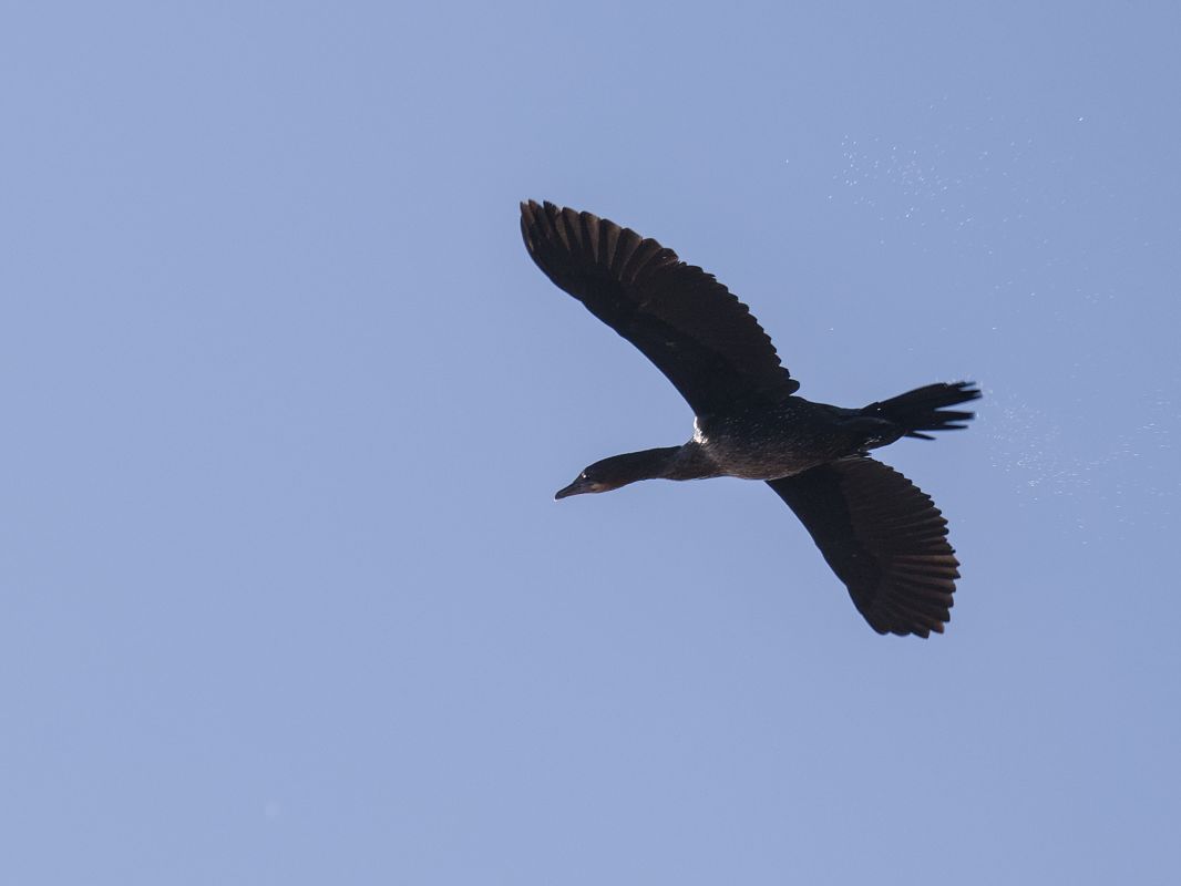 Cormoran pygmée  - Severin Jäger