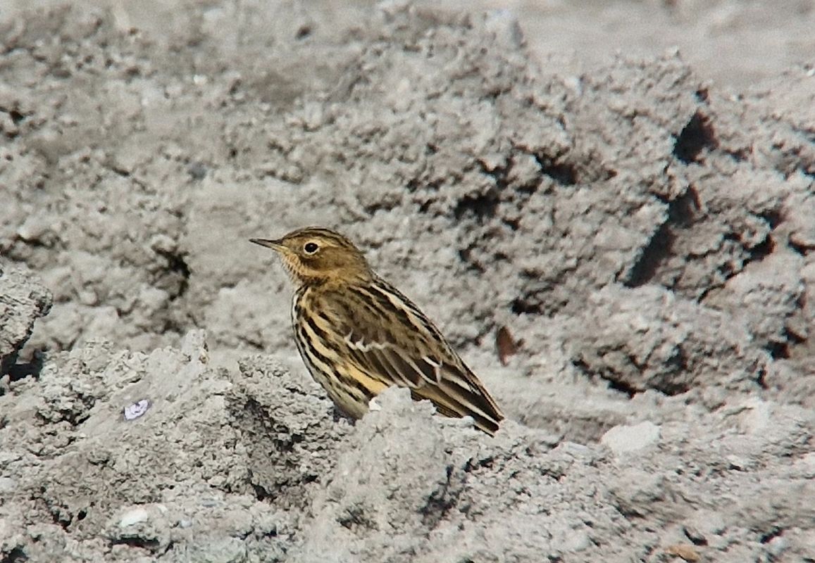 Pipit à gorge rousse  - Harald Bihlmaier