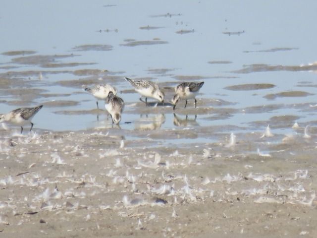 Bécasseau sanderling  - Gaby & Herby Kiszka