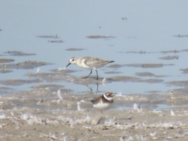 Bécasseau sanderling  - Gaby & Herby Kiszka