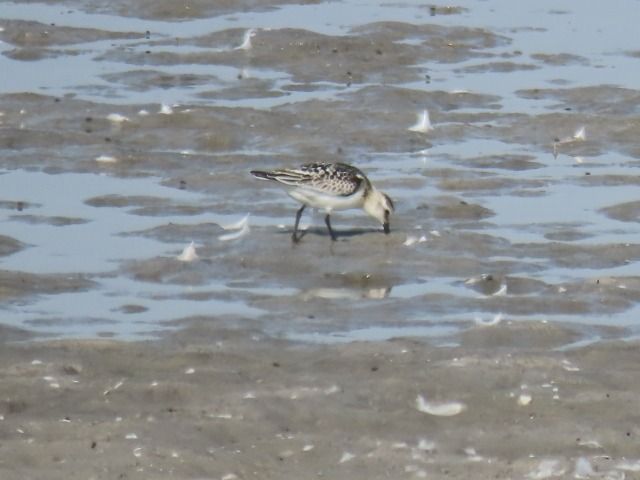 Bécasseau sanderling  - Gaby & Herby Kiszka