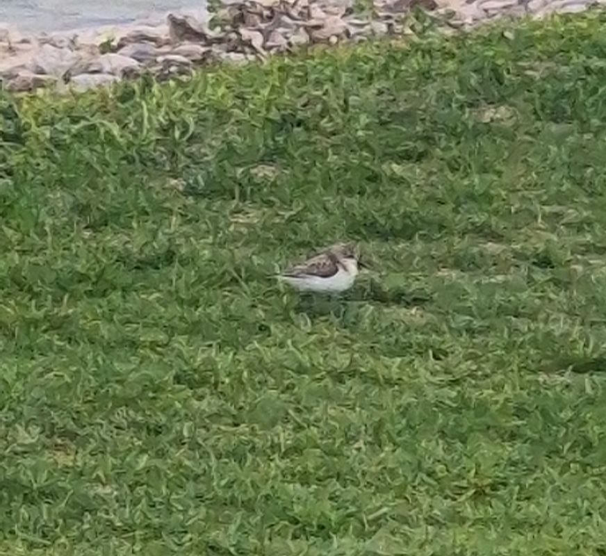 Bécasseau sanderling  - Christoph Kaltenbrunner