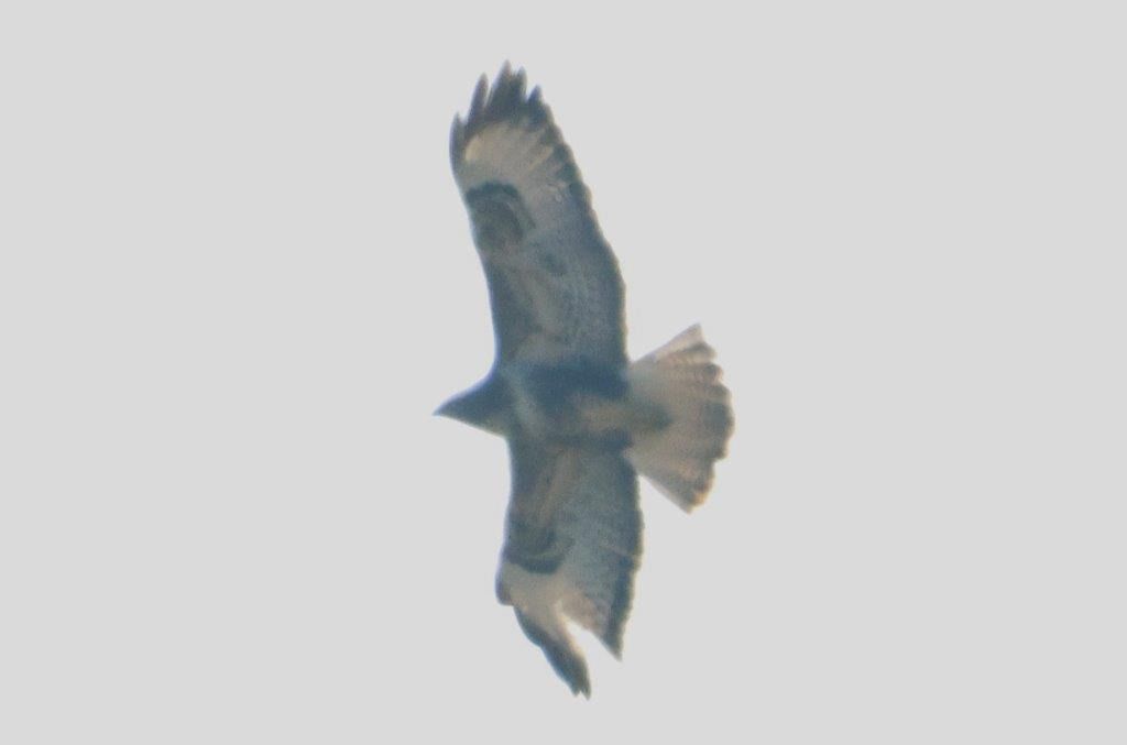 Oiseau indéterminé  - Christian Ferdinand Ramml