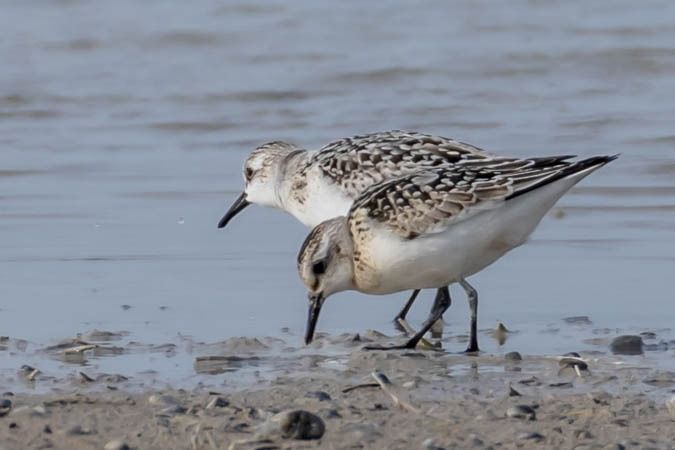 Bécasseau sanderling  - Johann Prost