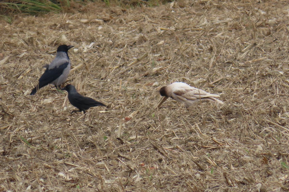 Oiseau indéterminé 