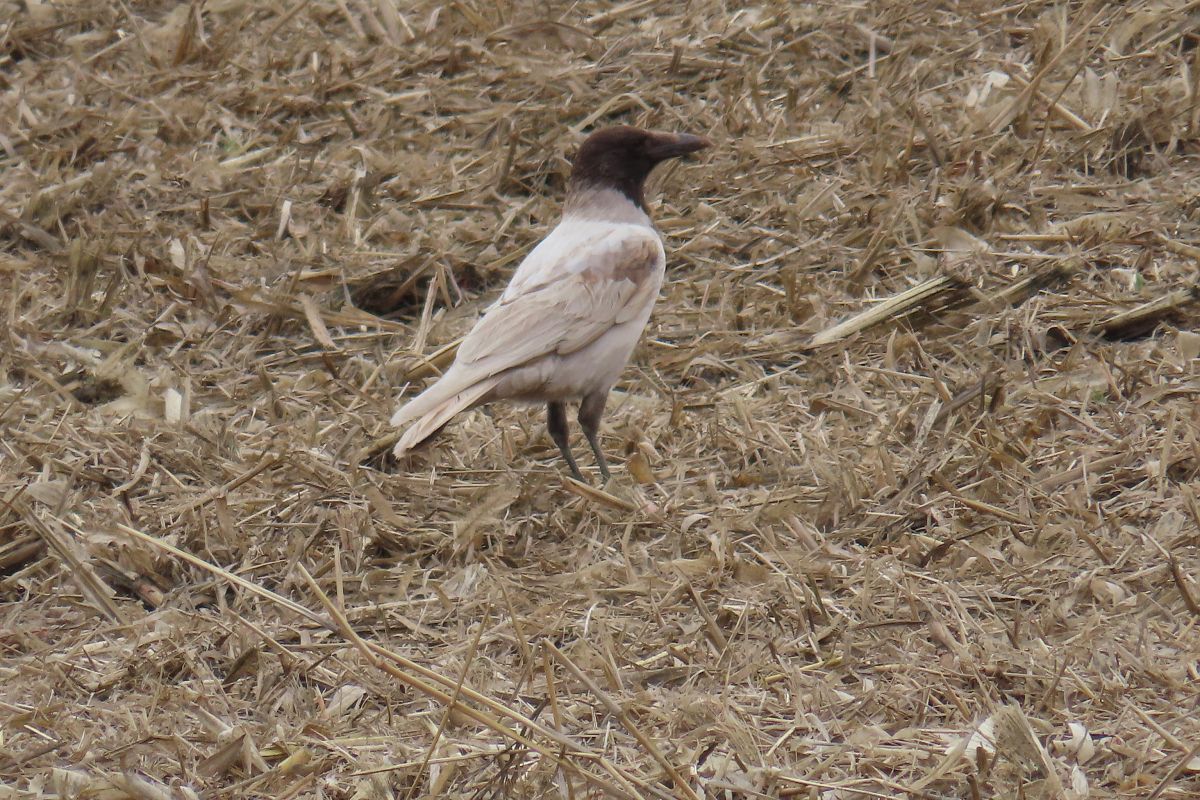Oiseau indéterminé 
