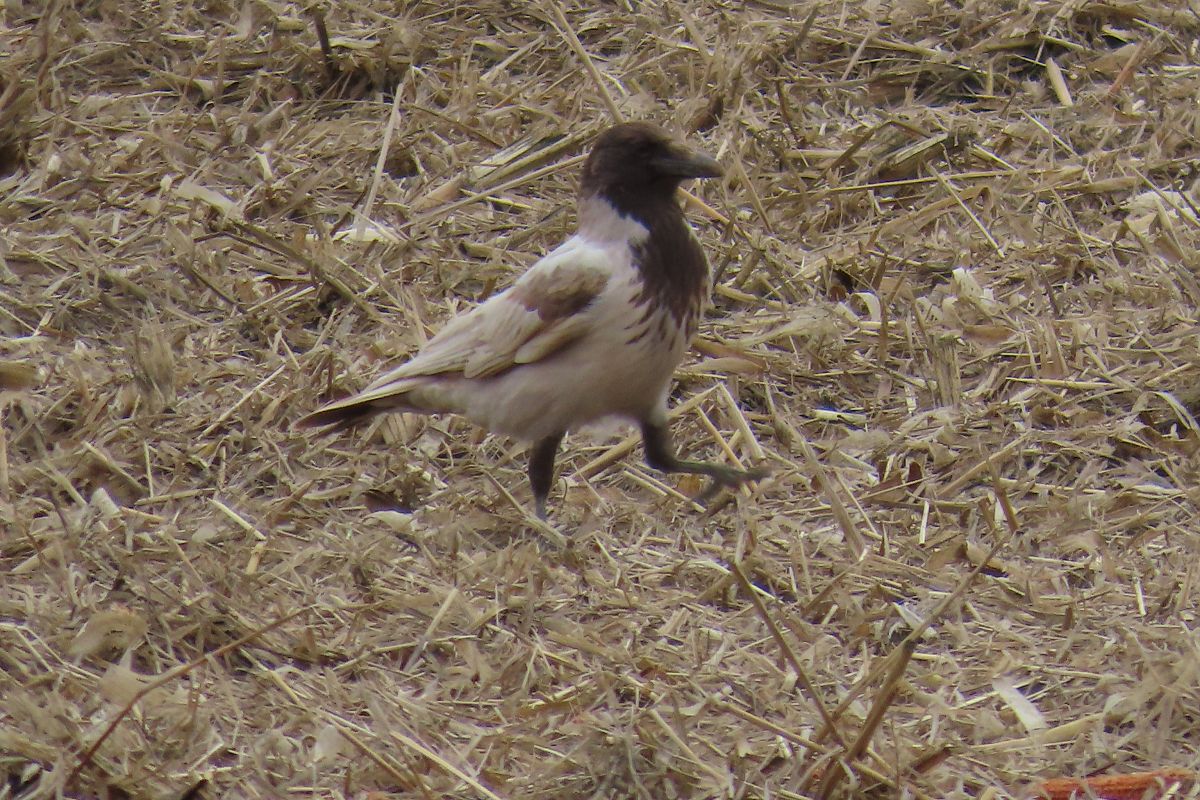 Oiseau indéterminé 