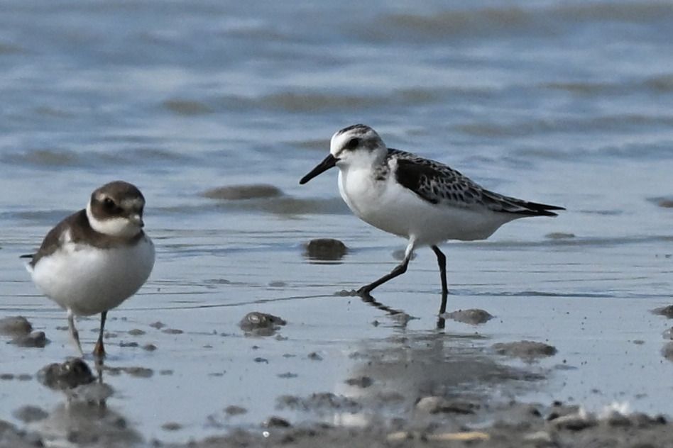 Bécasseau sanderling  - Roman Matz