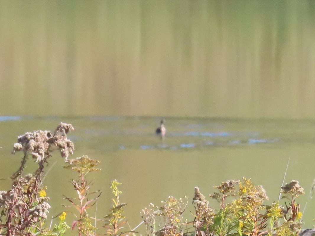 Oiseau indéterminé 