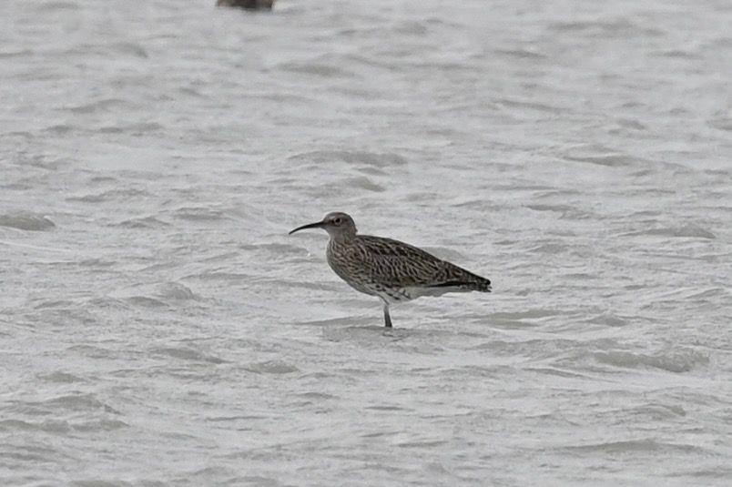 Oiseau indéterminé 