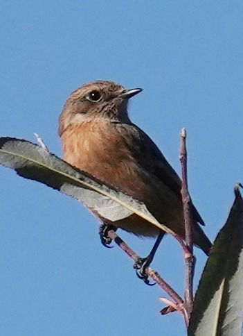 Oiseau indéterminé  - Heinrich Schlacher