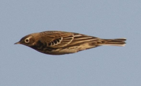 Pipit à gorge rousse  - Christoph Dangl