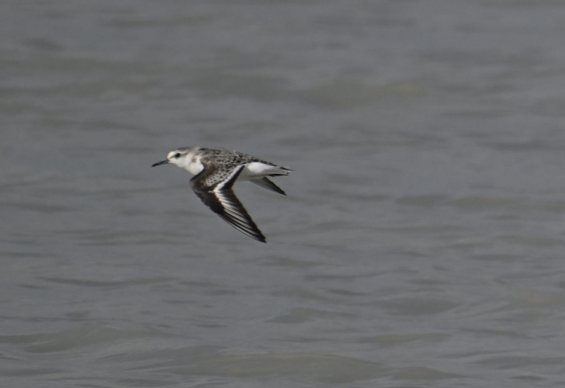 Bécasseau sanderling  - Karl Heinz Krainer