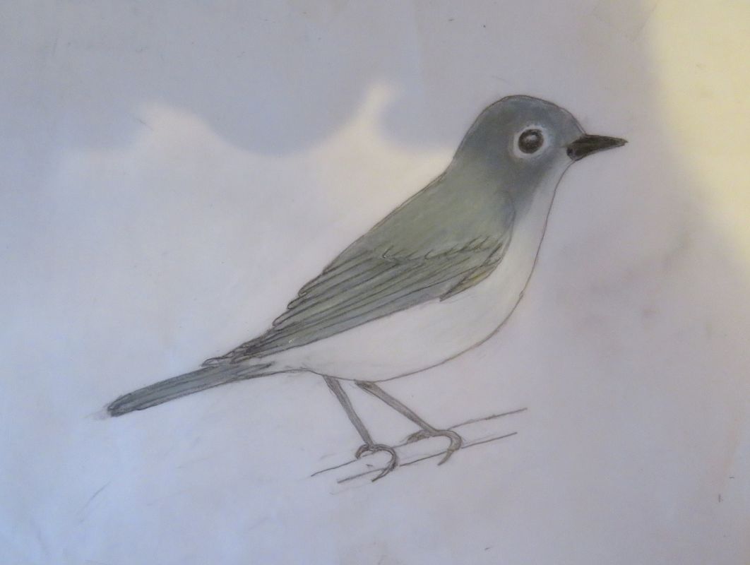 Oiseau indéterminé  - Karl Heinz Krainer