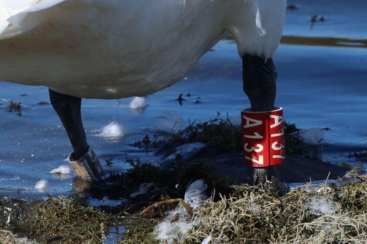 Cygne tuberculé  - Jiri Vratny