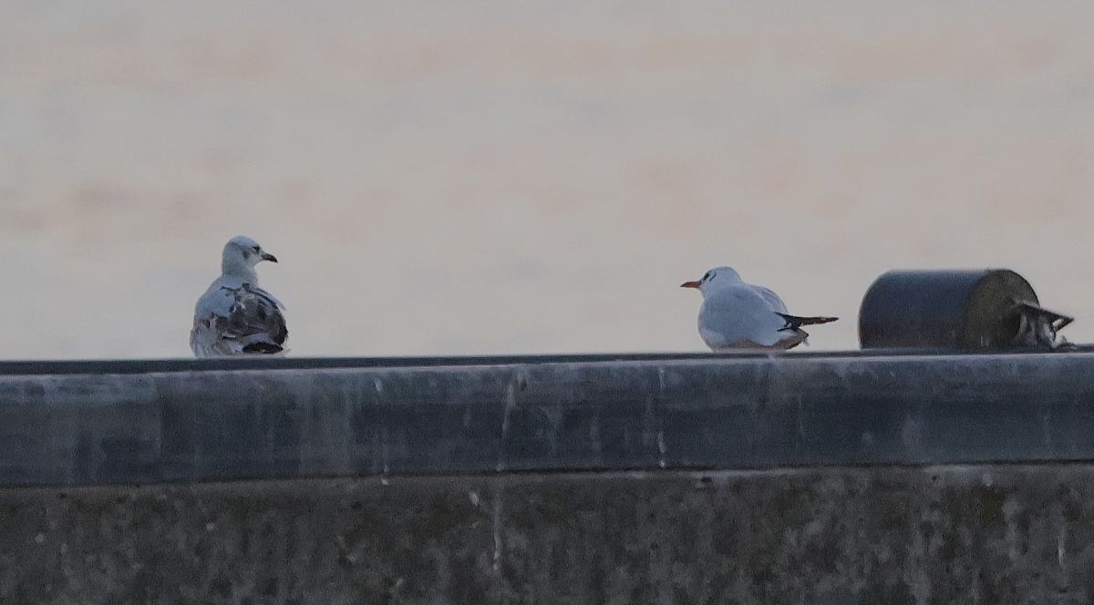 Mouette mélanocéphale  - Jiri Vratny