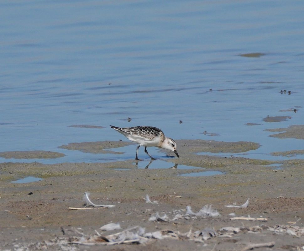 Bécasseau sanderling 