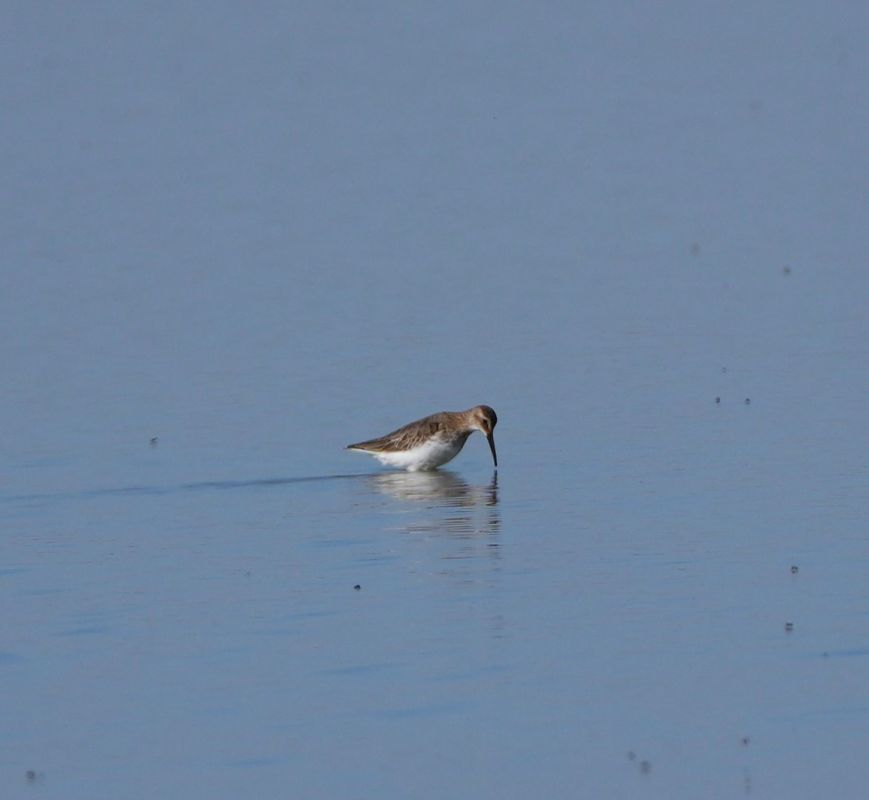 Oiseau indéterminé 