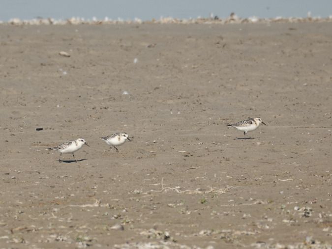 Bécasseau sanderling  - Lydia Hofer