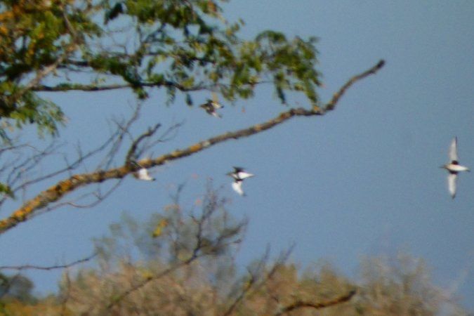 Pluvier argenté 