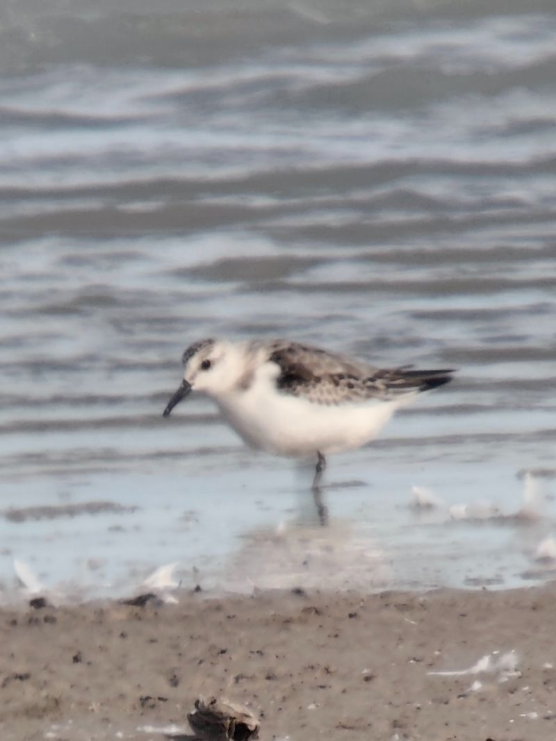Bécasseau sanderling  - Kilian Hagmüller
