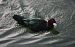 Canard musqué  - Luca Hubmann