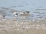 Bécasseau sanderling  - Gaby & Herby Kiszka
