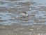 Bécasseau sanderling  - Gaby & Herby Kiszka