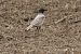 Oiseau indéterminé 