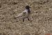 Oiseau indéterminé 