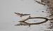 Bécasseau minute  - Gebhard Brenner