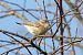 Siberian Chiffchaff  - Samuel Schnierer