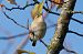 Siberian Chiffchaff  - Samuel Schnierer