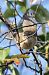 Siberian Chiffchaff  - Samuel Schnierer