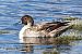Northern Pintail - Jiri Vratny