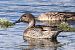 Northern Pintail - Jiri Vratny