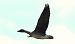 Tundra Bean Goose - Jiri Vratny