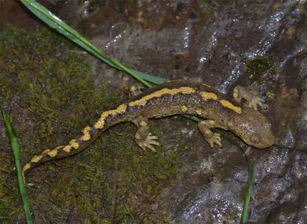 Tritón pirenaico  - Enric Badosa