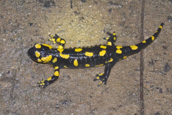 Salamandra comuna  - Enric Badosa