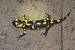 Salamandra comuna  - Enric Badosa