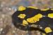 Salamandra comuna  - Enric Badosa