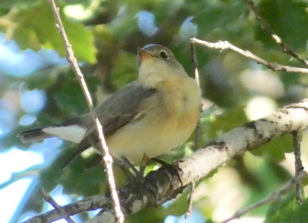 Red-breasted Flycatcher 