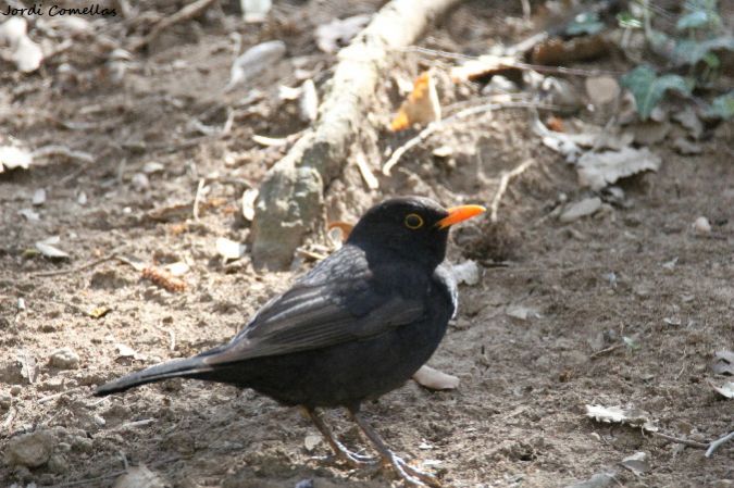 Common Blackbird  - Jordi Comellas Novell