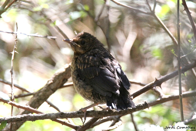 Common Blackbird  - Jordi Comellas Novell